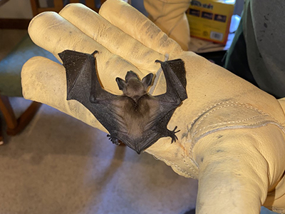 Affordable bat Control Services